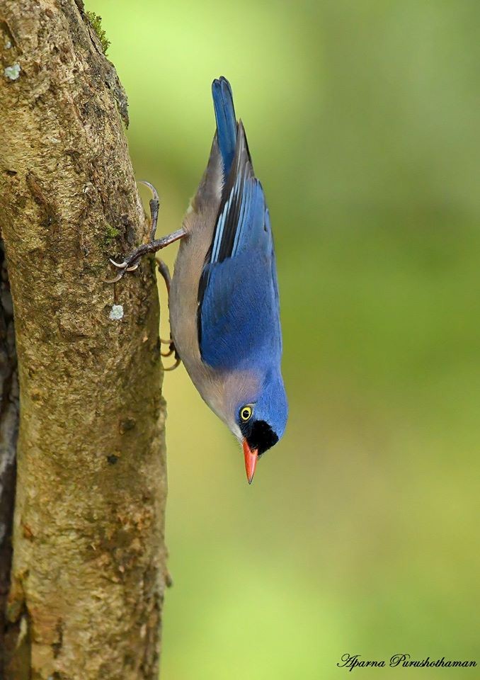 brhlík červenozobý - ML77857451