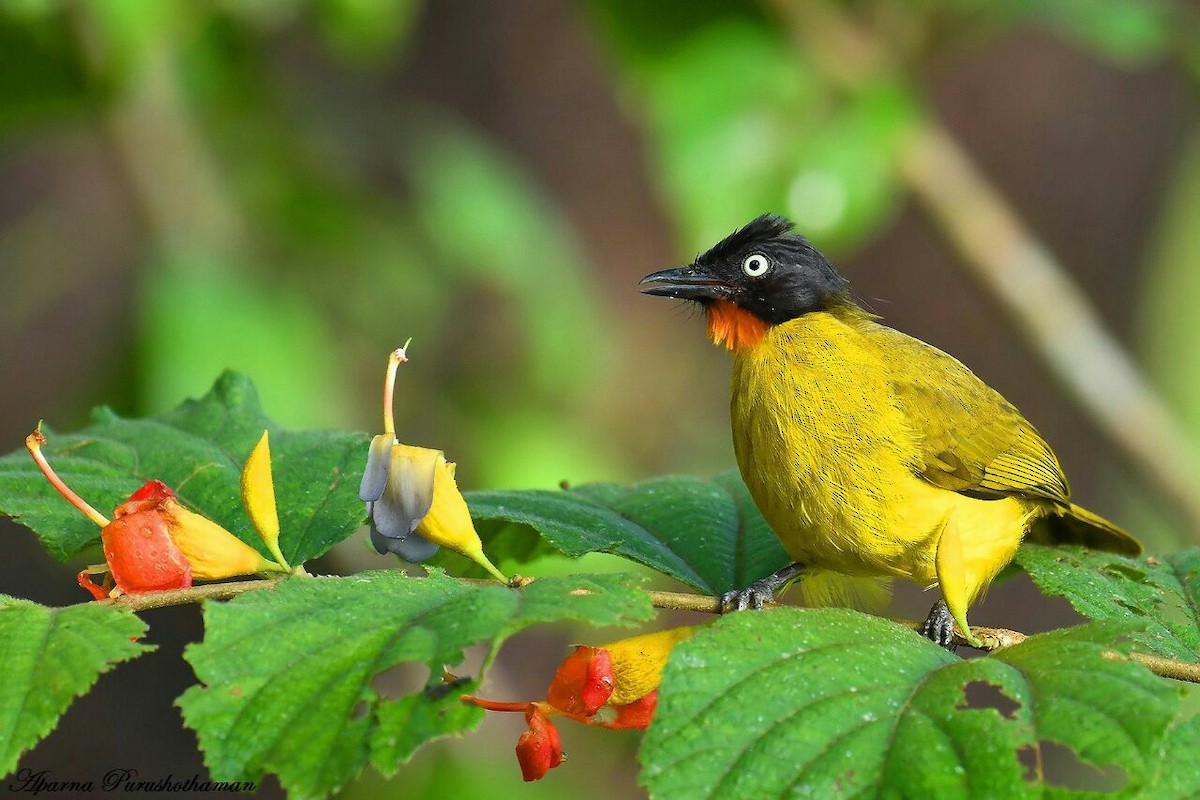 Flame-throated Bulbul - Aparna Purushothaman
