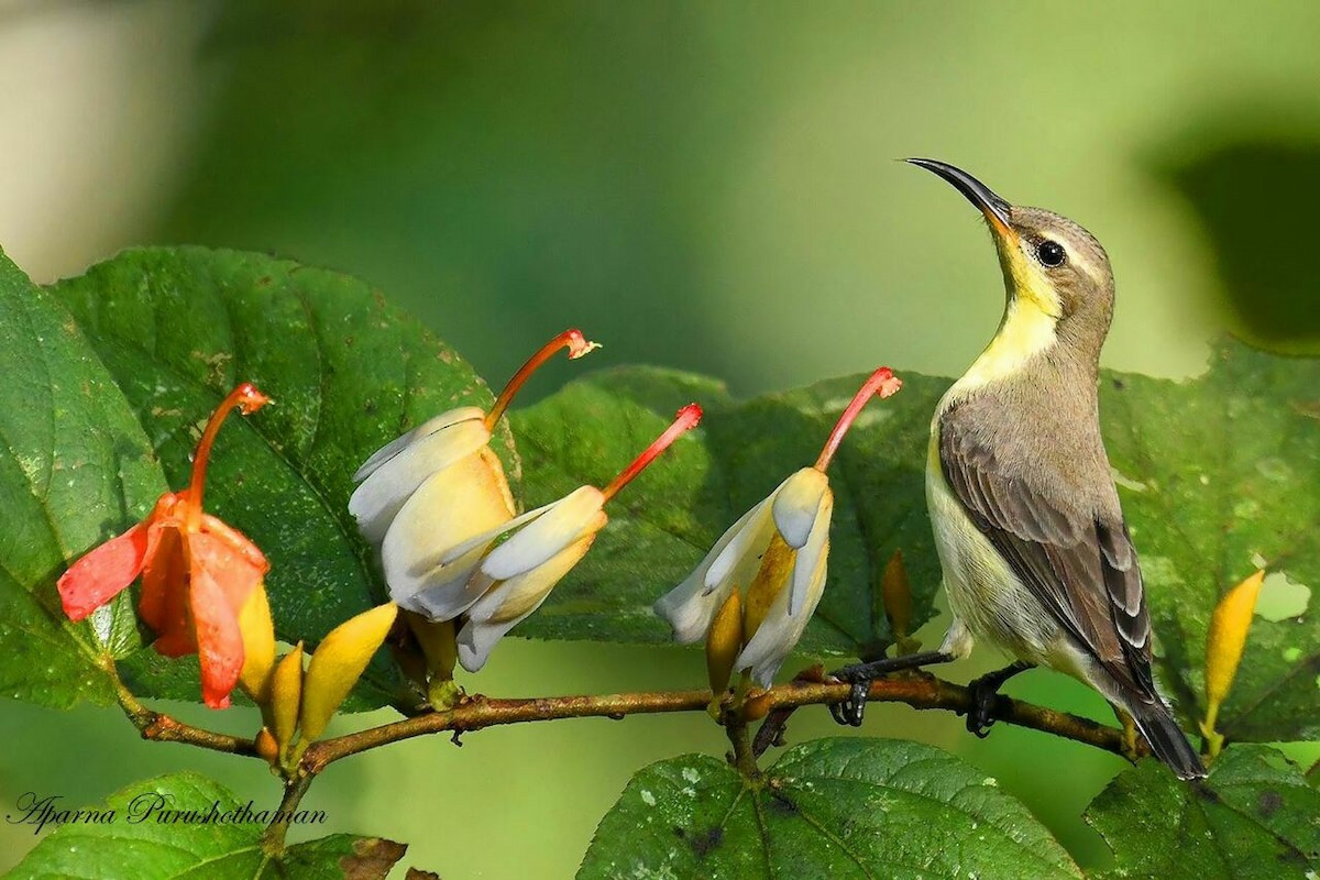 Purple-rumped Sunbird - Aparna Purushothaman