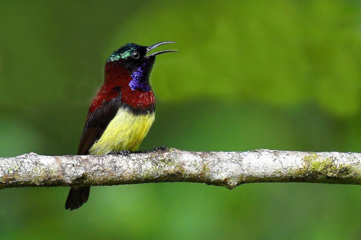 Crimson-backed Sunbird - ML77857501