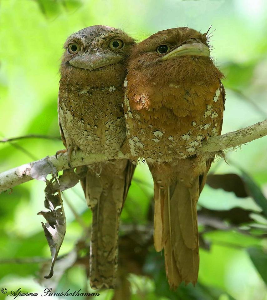 Sri Lanka Frogmouth - ML77858351