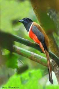 trogon indický - ML77858361