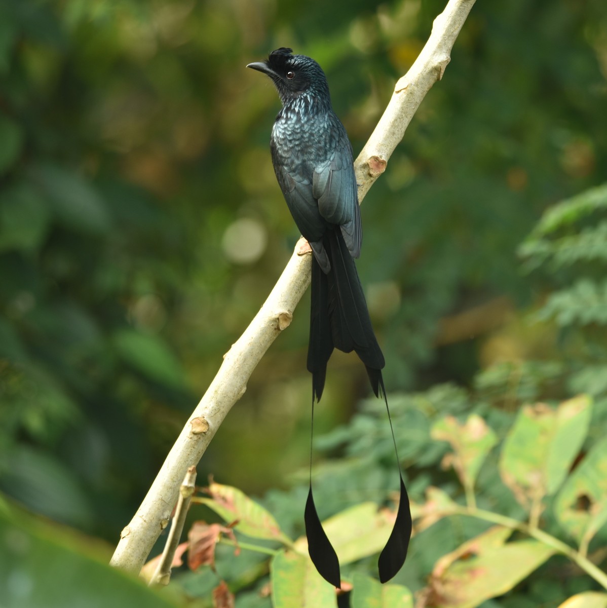 Greater Racket-tailed Drongo - Sajeev Krishnan