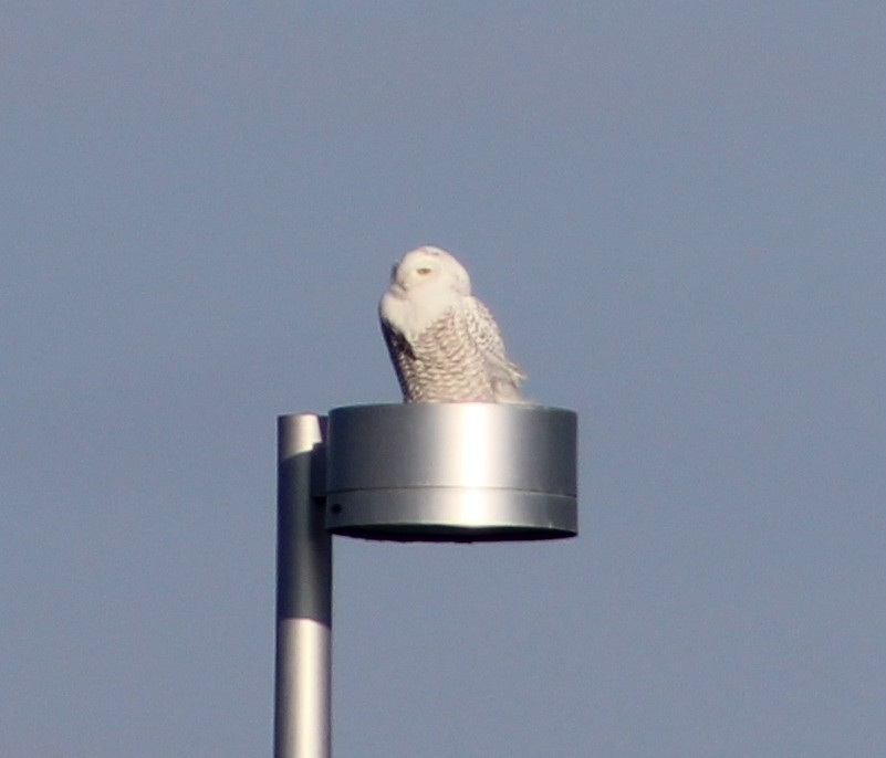 Snowy Owl - Steve Mulhall