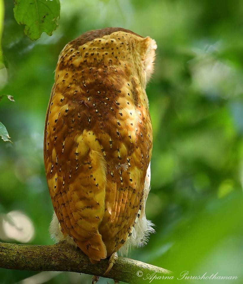 Sri Lanka Bay-Owl - Aparna Purushothaman