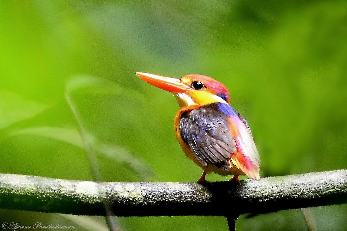 ledňáček džunglový - ML77859191