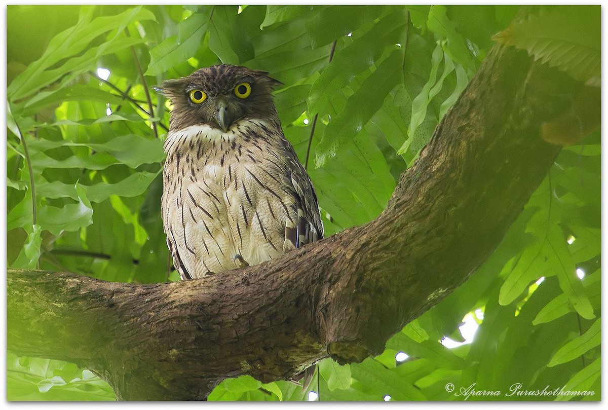 Brown Fish-Owl - ML77859341