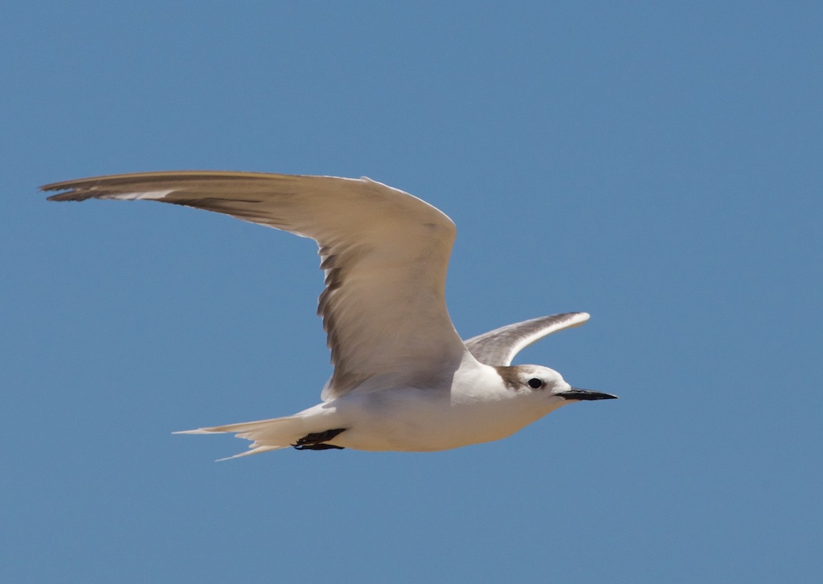 Aleutian Tern - Liam Murphy
