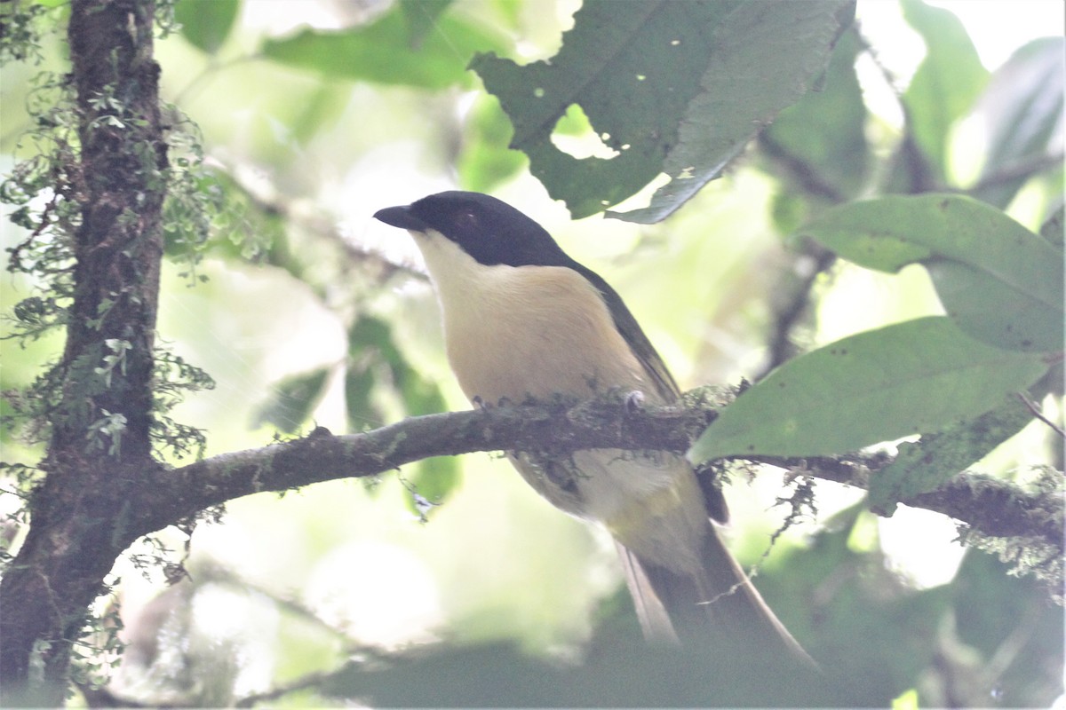 Black-fronted Bushshrike - ML77860181