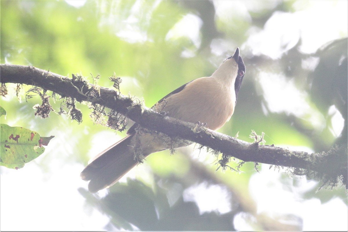 Black-fronted Bushshrike - ML77860191