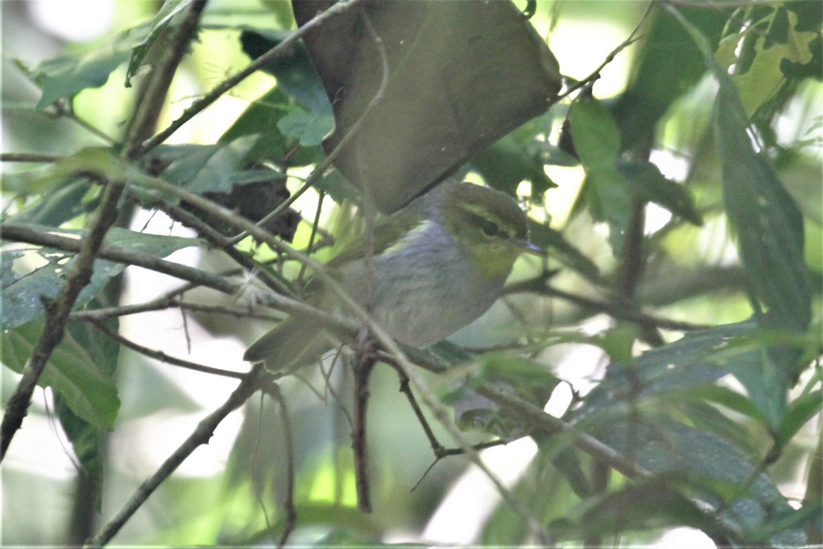 Yellow-throated Woodland-Warbler - ML77860291