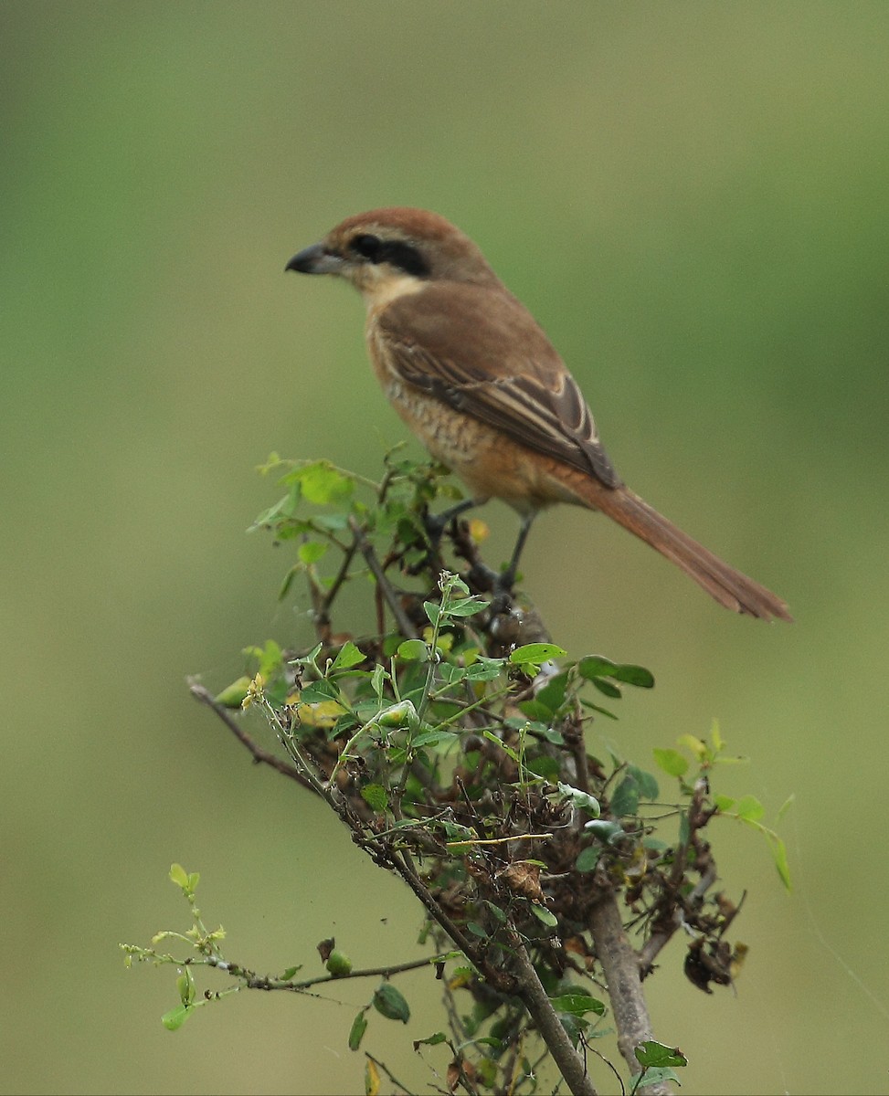 Brown Shrike - sreekumar  k govindankutty