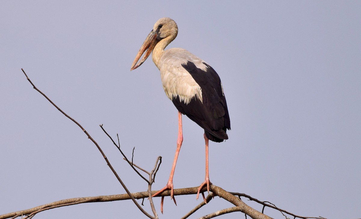 Asian Openbill - mathew thekkethala