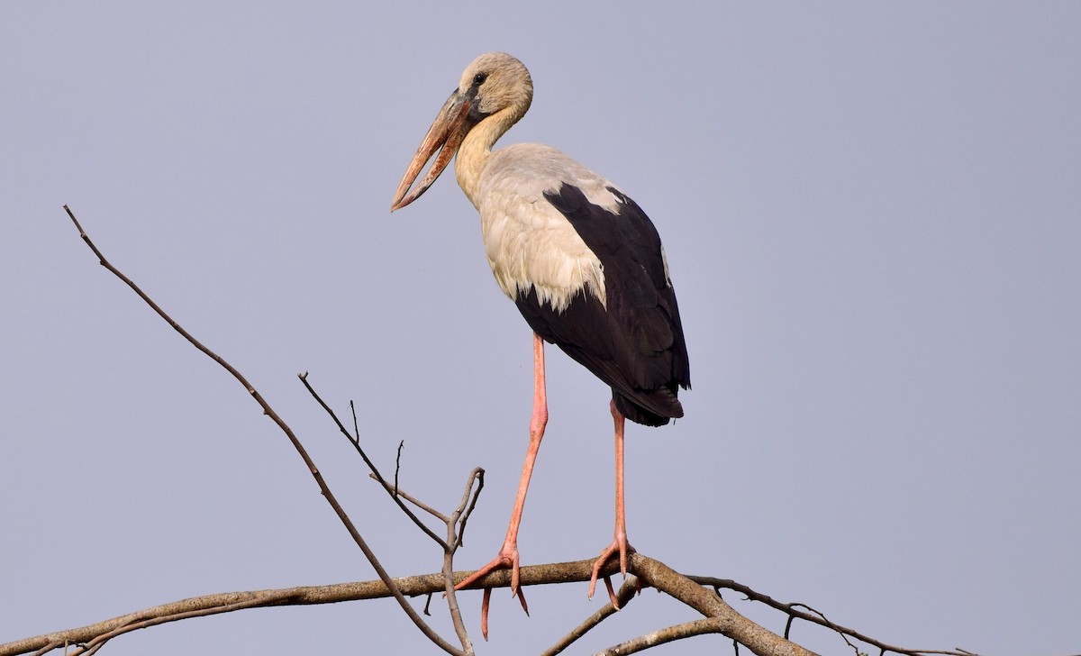 Asian Openbill - ML77860381