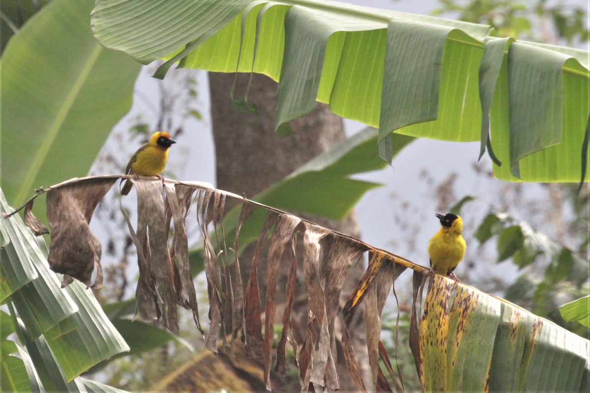 Bertram's Weaver - ML77860451