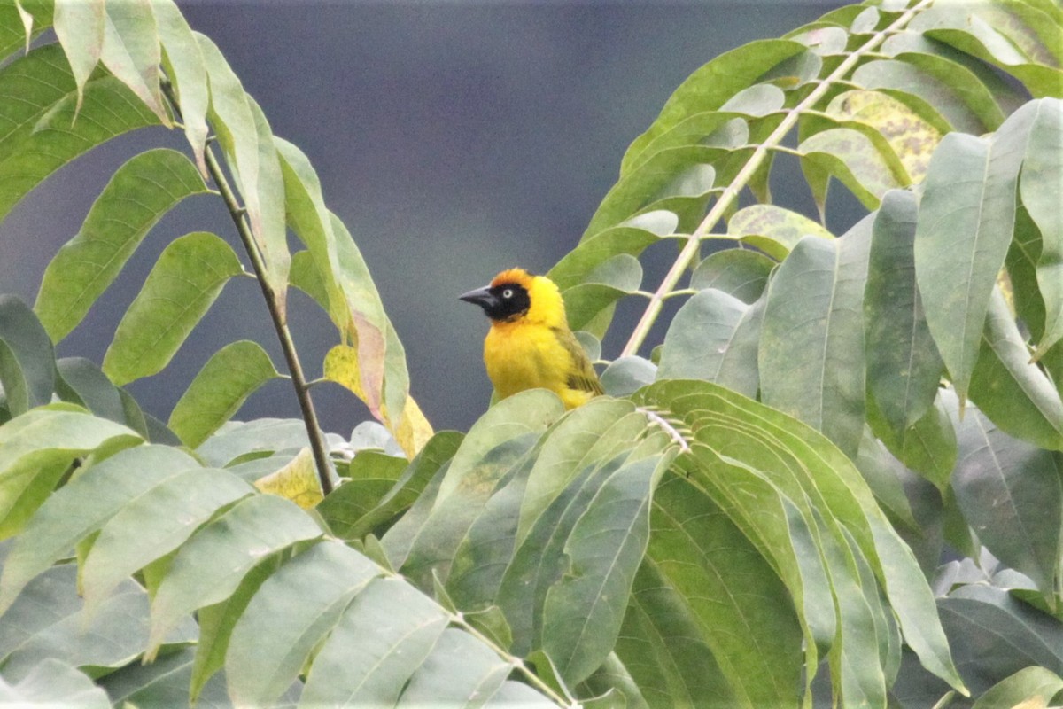 Bertram's Weaver - Charles Davies