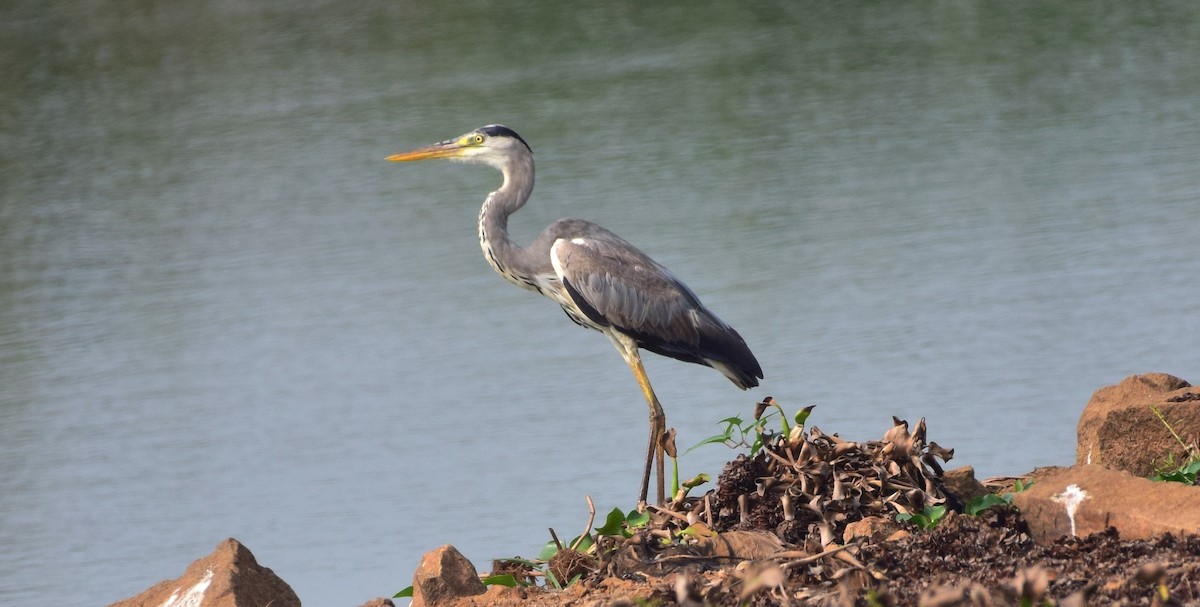 Gray Heron - mathew thekkethala