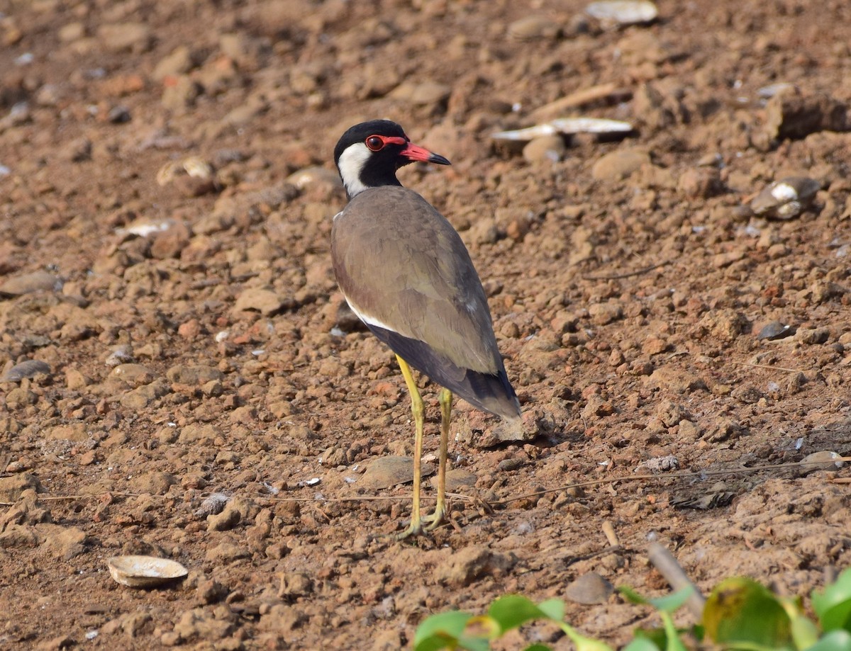 Red-wattled Lapwing - mathew thekkethala