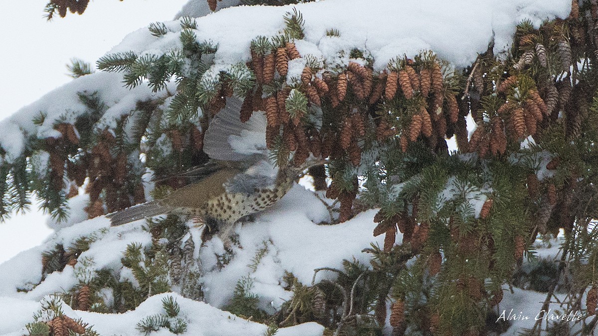 Mistle Thrush - ML77861441