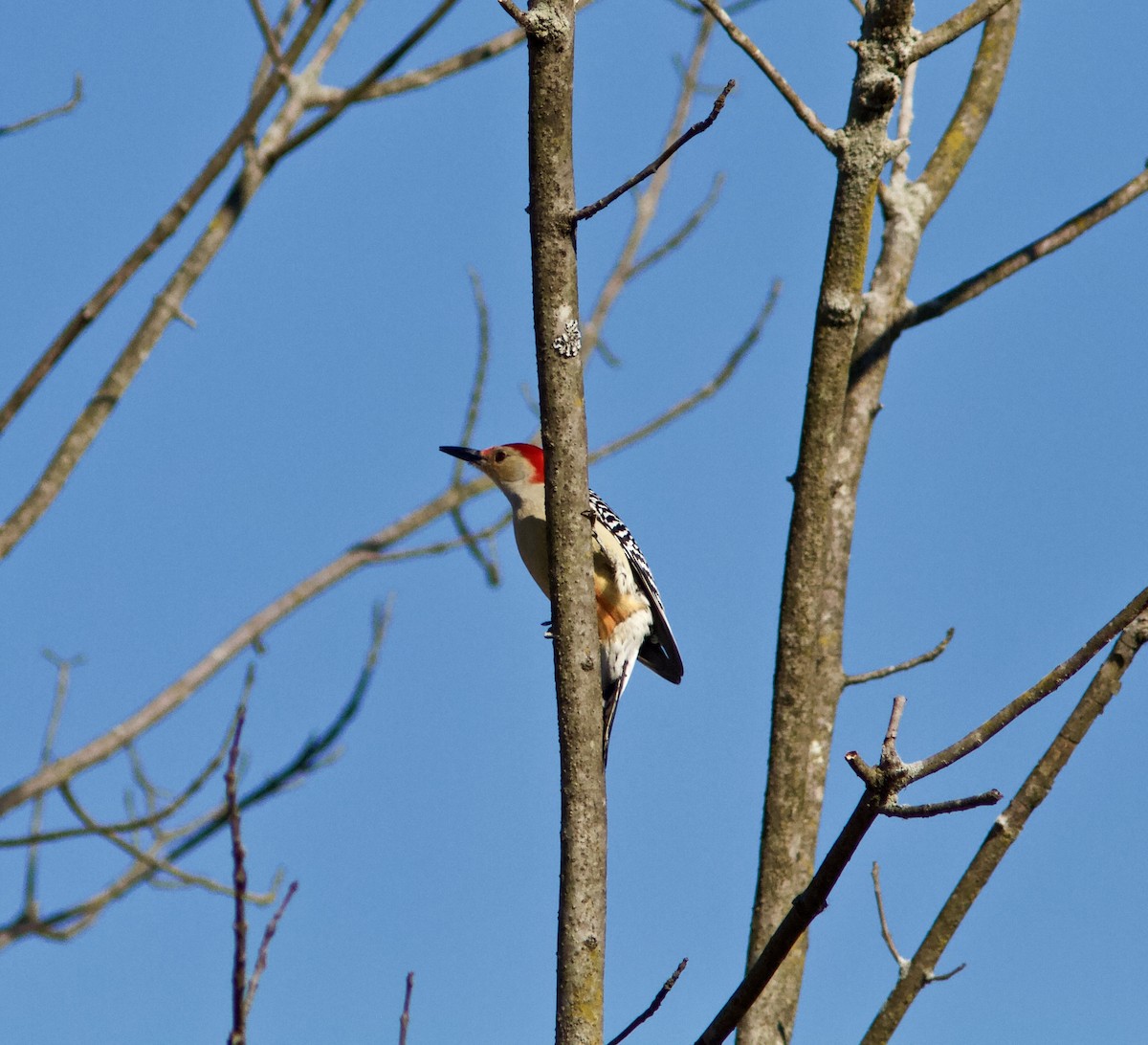 Red-bellied Woodpecker - ML77861461