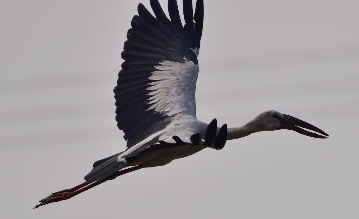 Asian Openbill - ML77861841