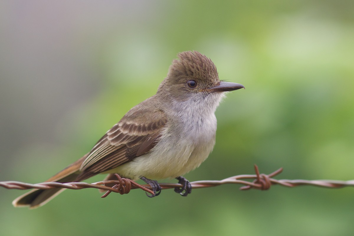 Swainson's Flycatcher - Luiz Matos