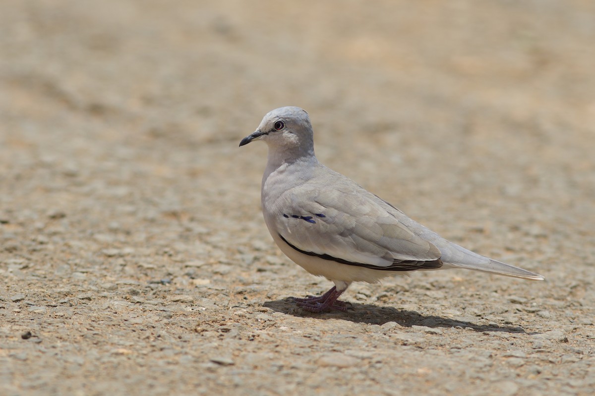 Picui Ground Dove - Luiz Matos