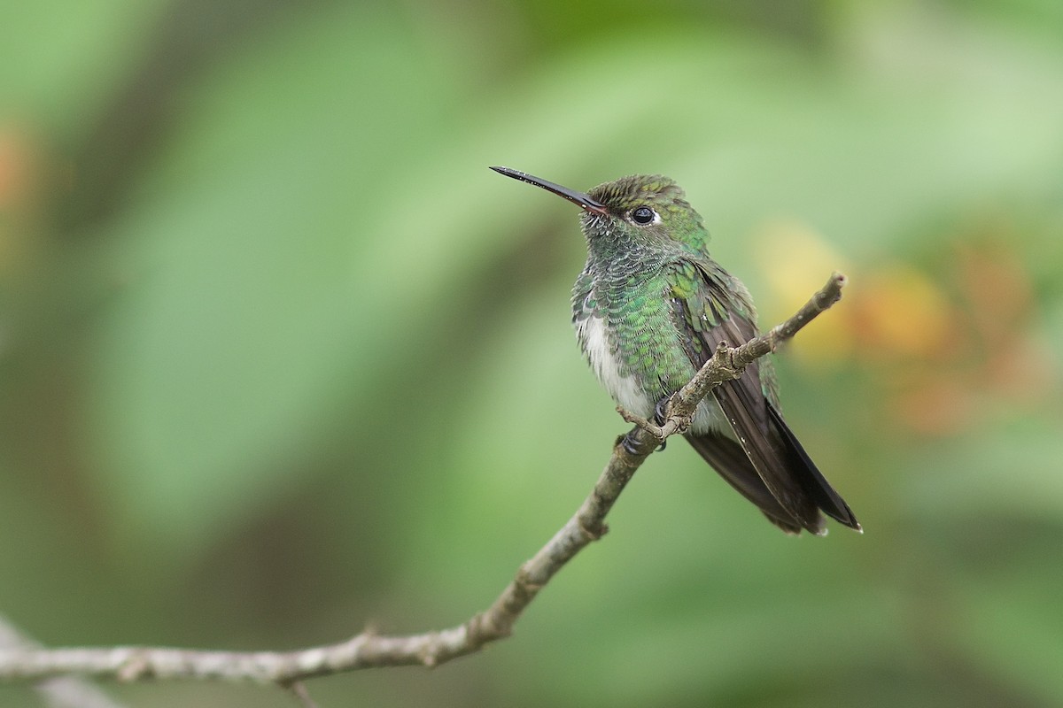 Glittering-throated Emerald - ML77864361