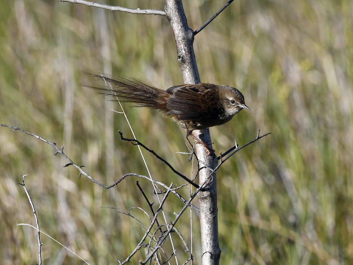 Gray Emutail - ML77864401