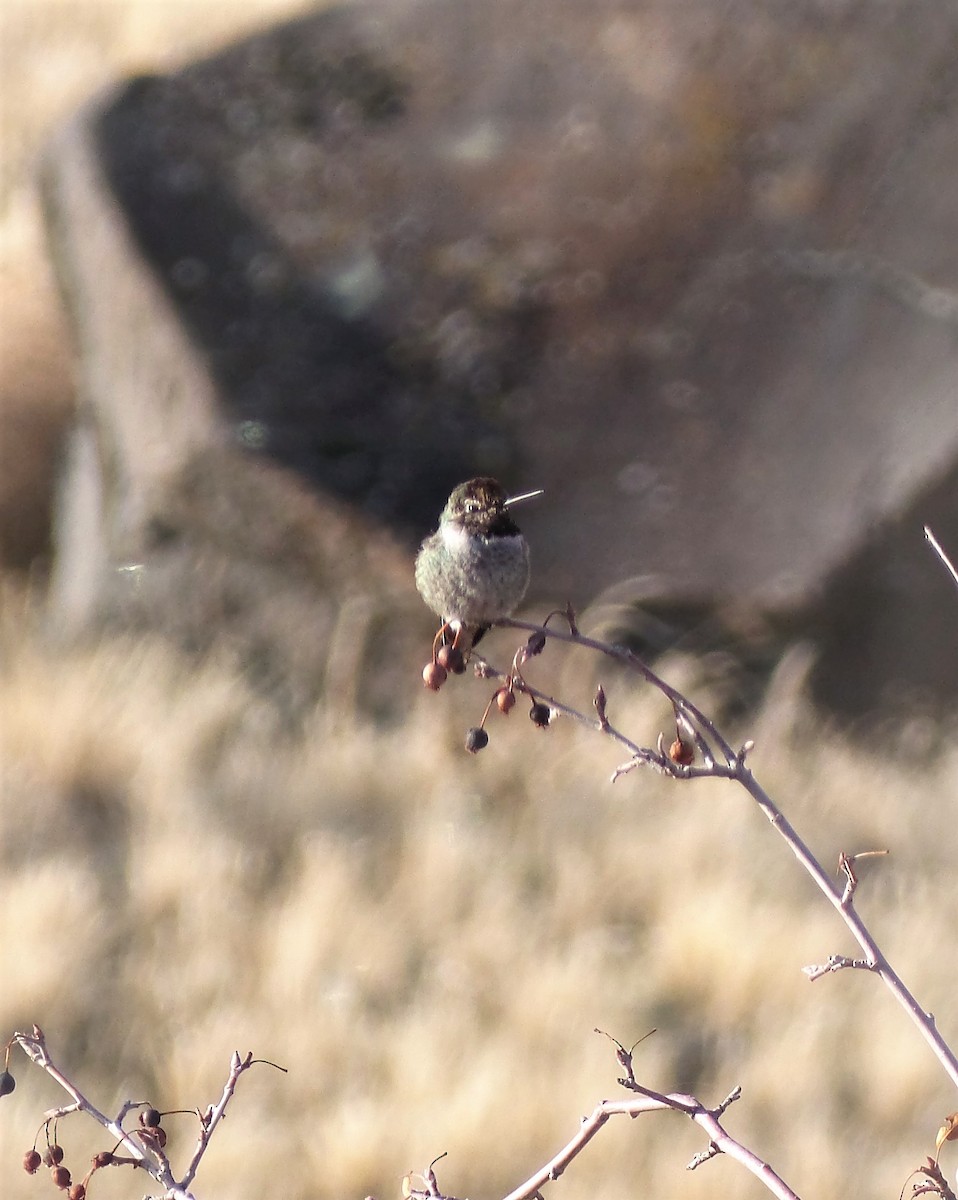 Anna's Hummingbird - ML77864481