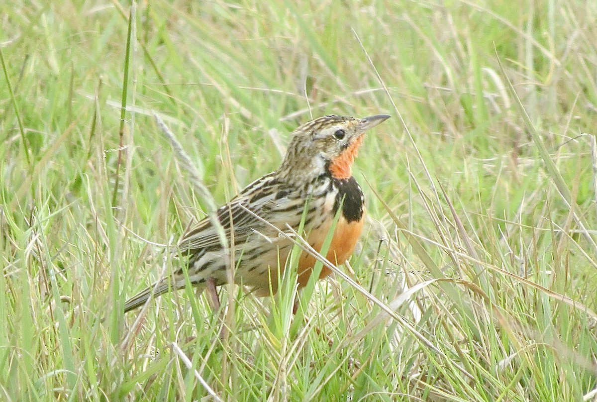 Rosy-throated Longclaw - ML77864711