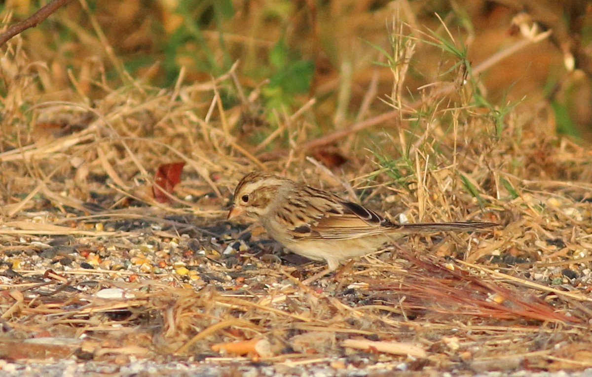 Clay-colored Sparrow - ML77864721