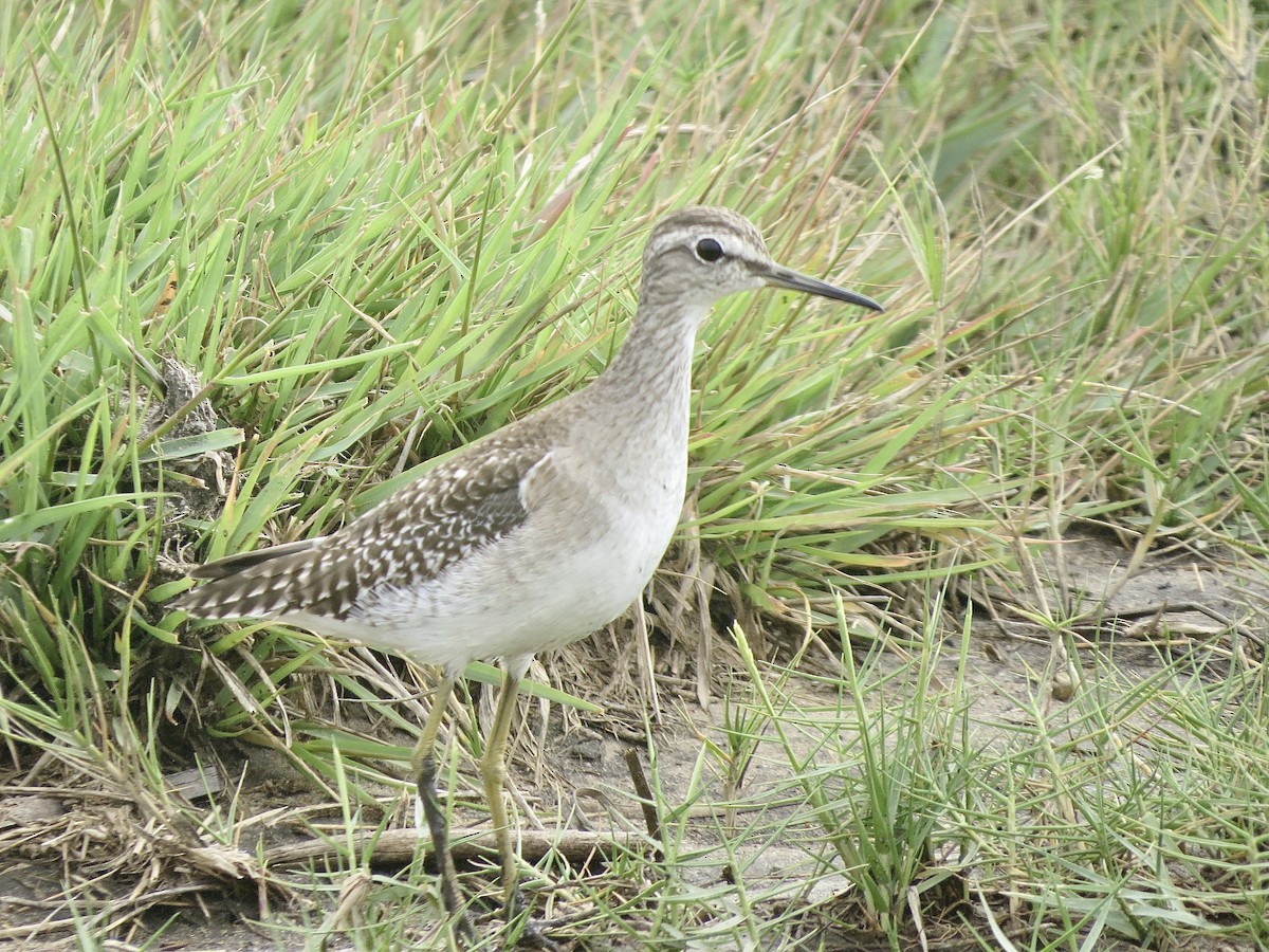 Wood Sandpiper - Barnaby Briggs