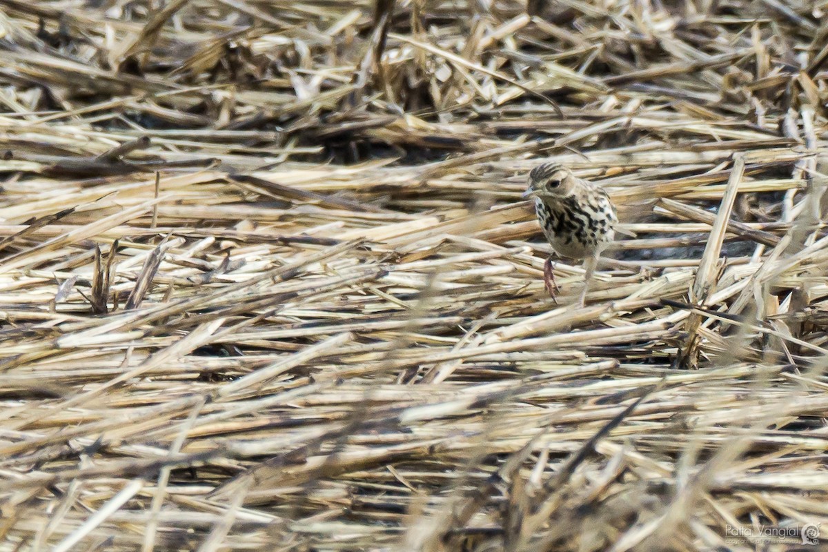 Red-throated Pipit - Pattaraporn Vangtal