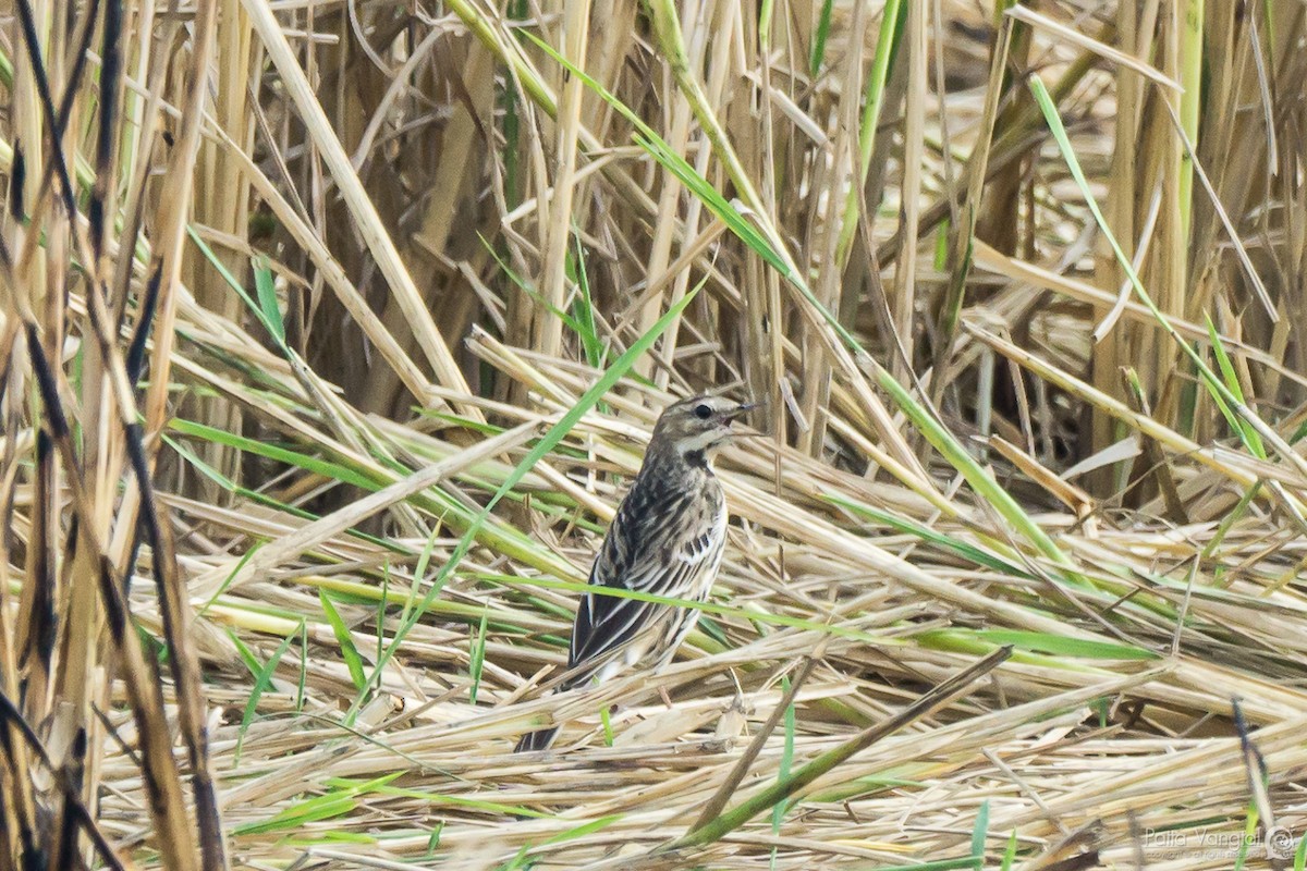 Red-throated Pipit - ML77865231