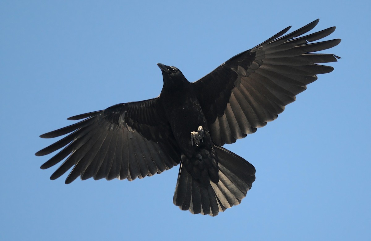 American Crow - ML77865401