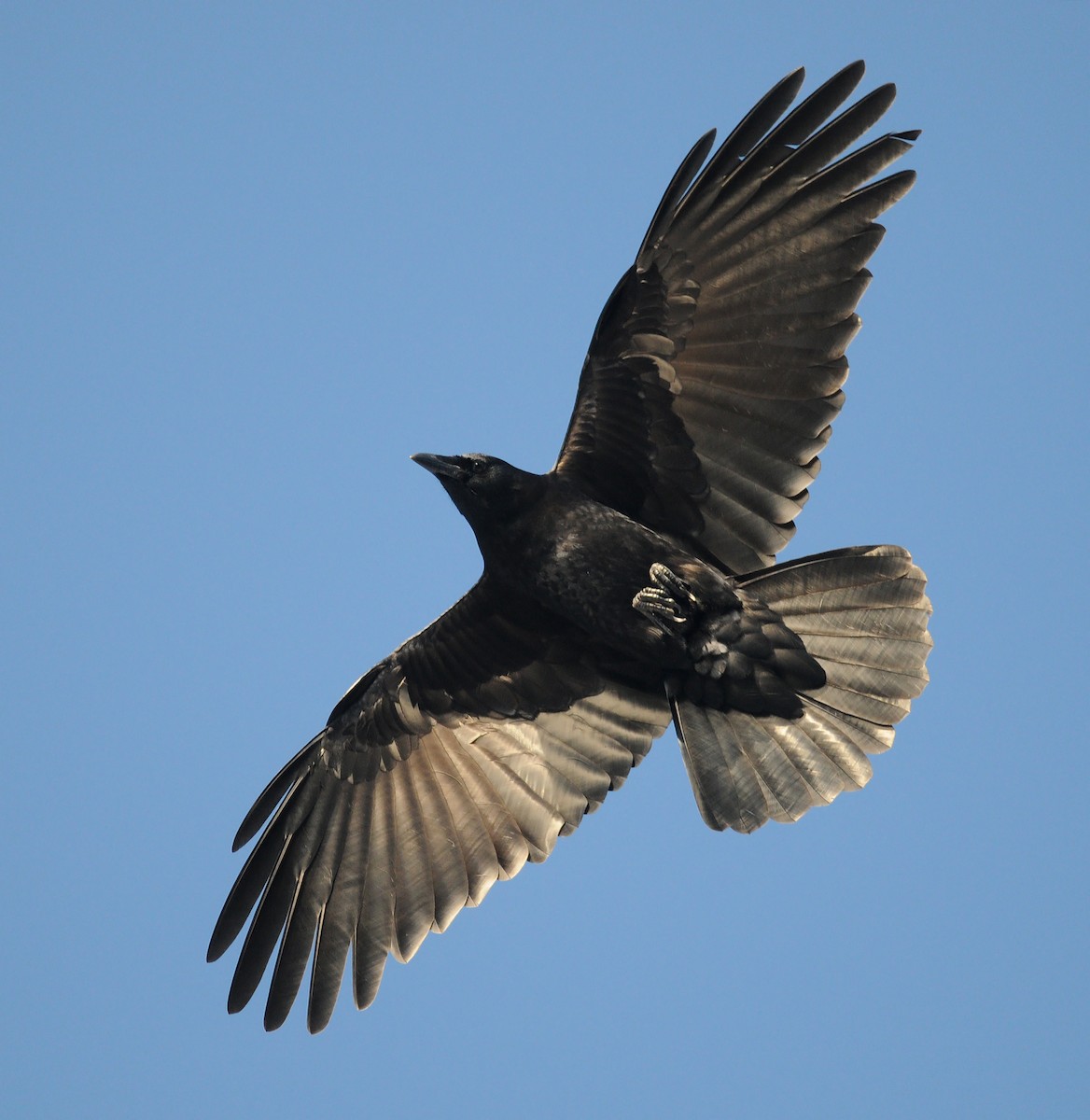 American Crow - ML77865411