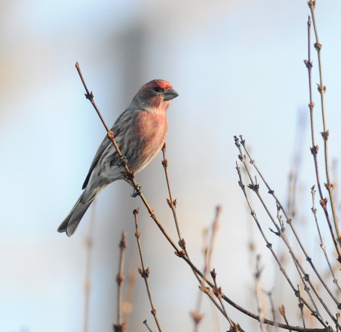 House Finch - ML77865471