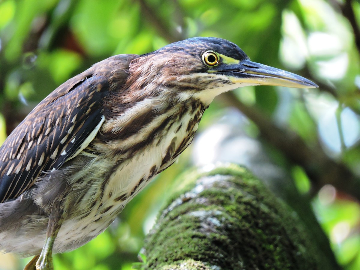 Green Heron - Francisco Dubón