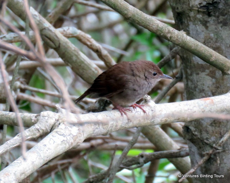 Knysna Warbler - Simon RB Thompson