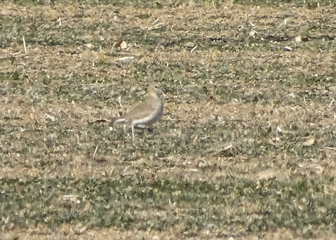 Mountain Plover - ML77866191