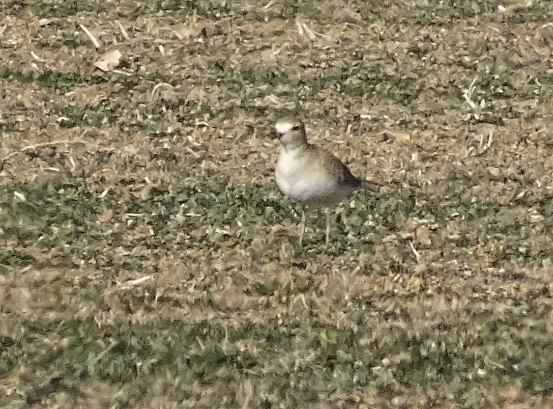 Mountain Plover - ML77866201