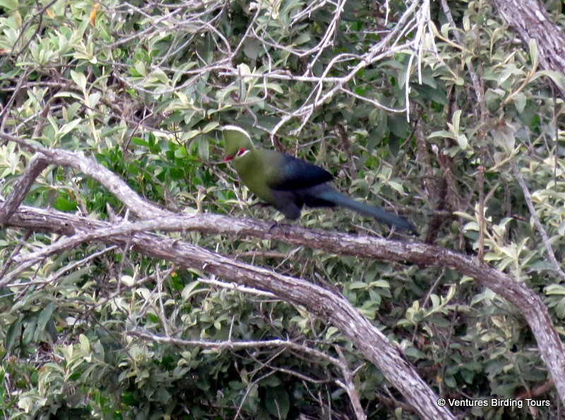 Knysna Turaco - ML77867241