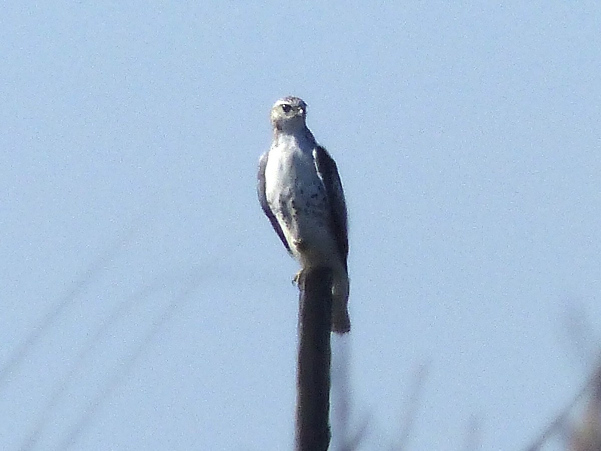 Red-tailed Hawk - Claire Thomas