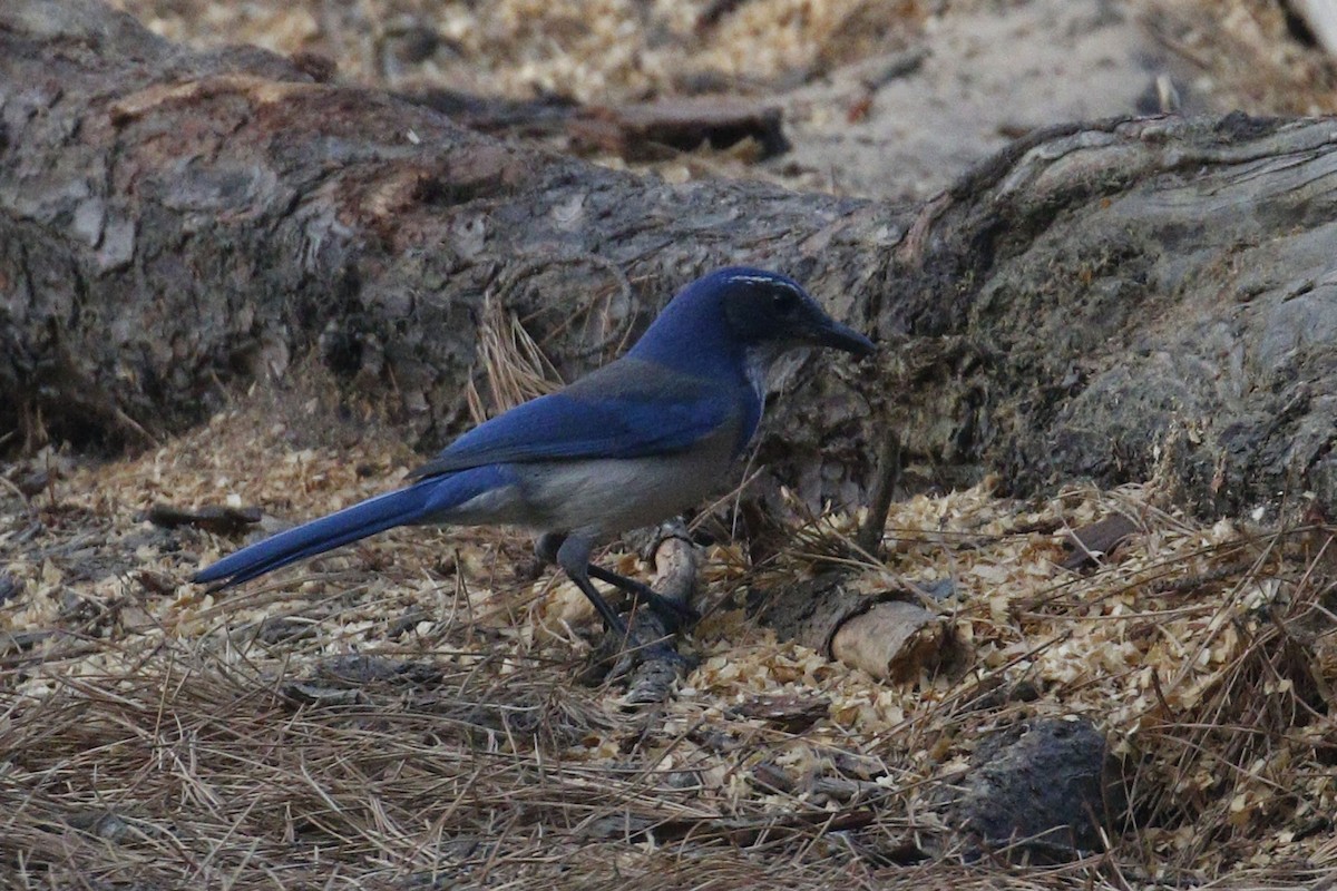 California Scrub-Jay - Donna Pomeroy