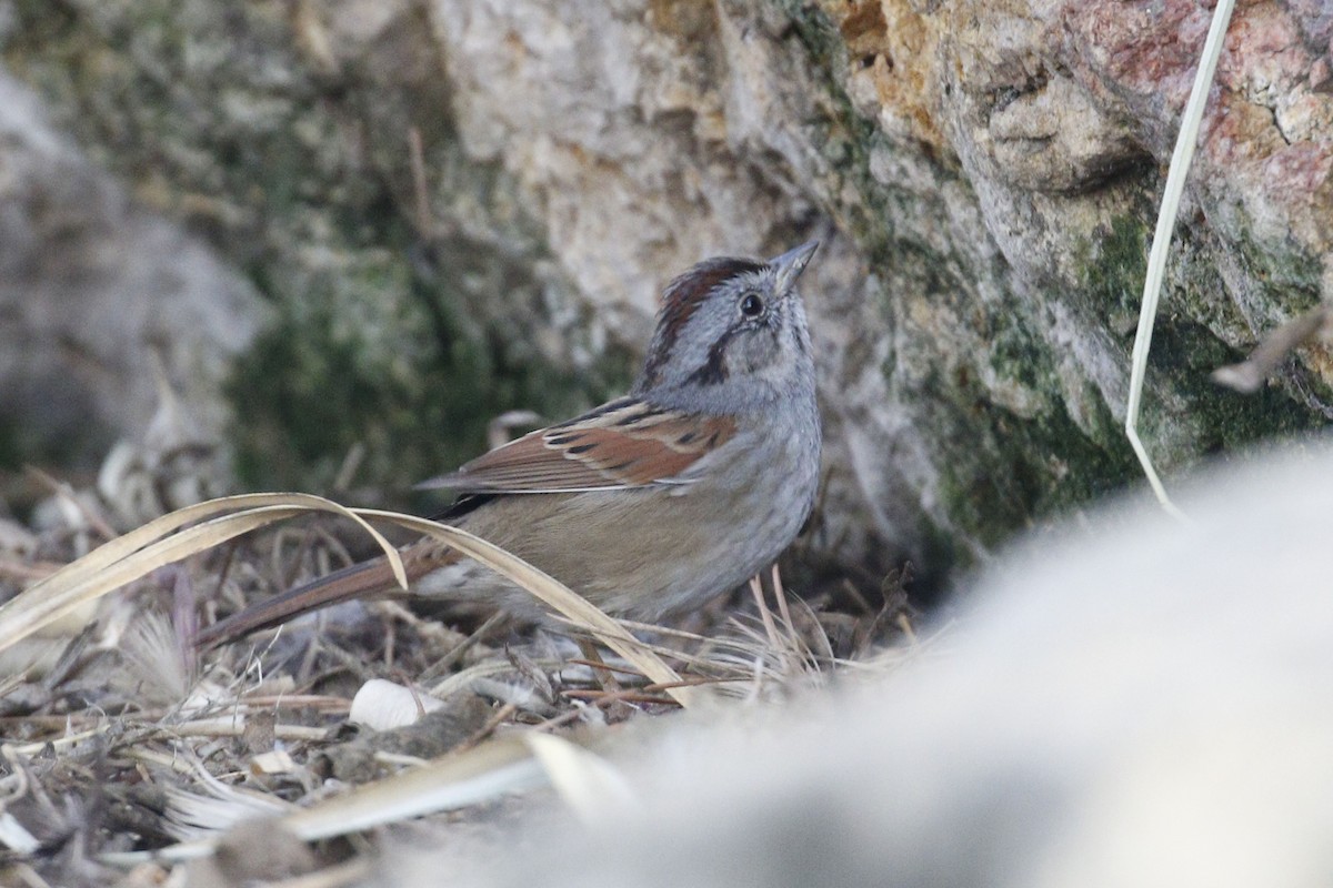 Swamp Sparrow - Donna Pomeroy