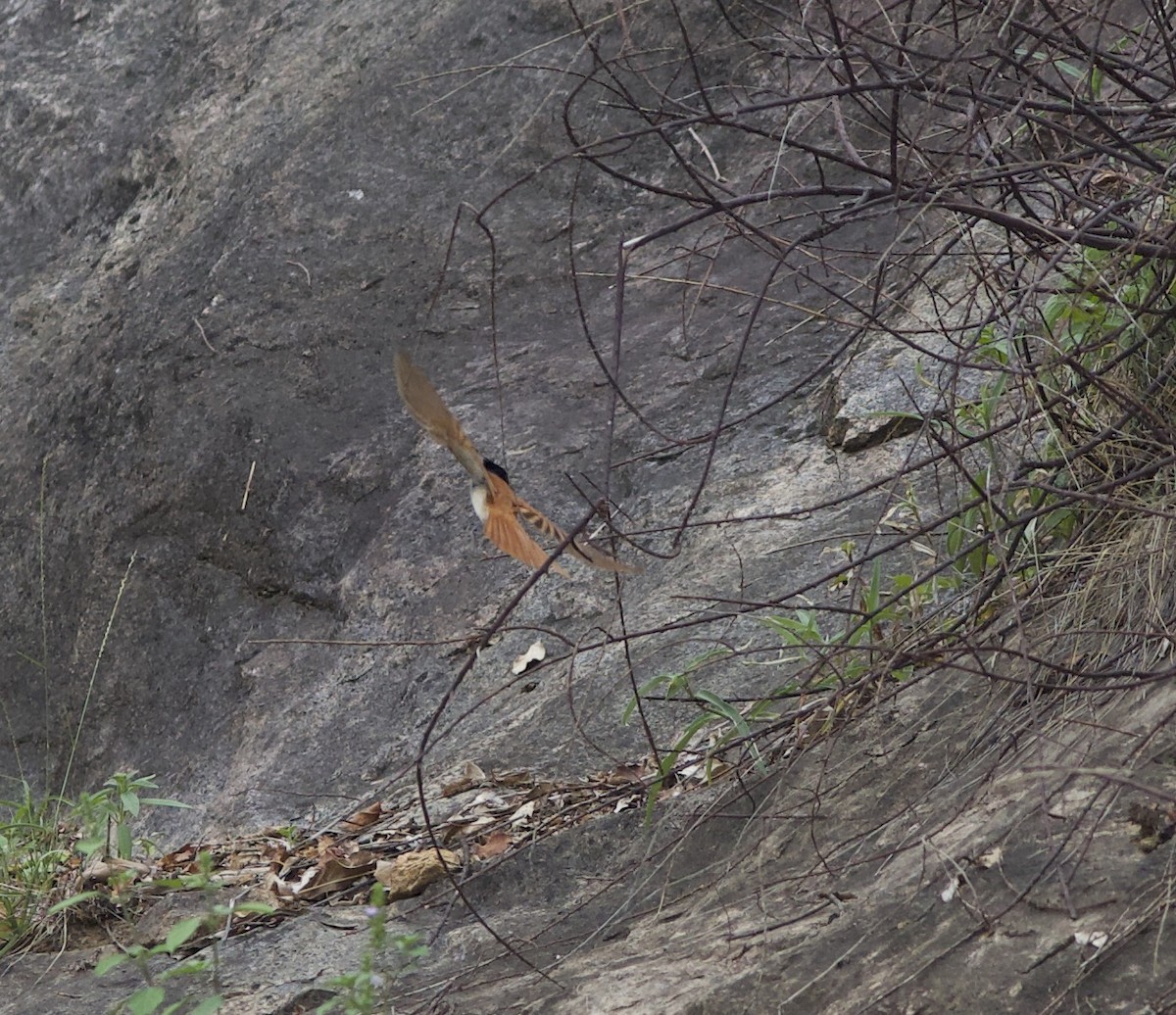 Indian Paradise-Flycatcher - ML77870551