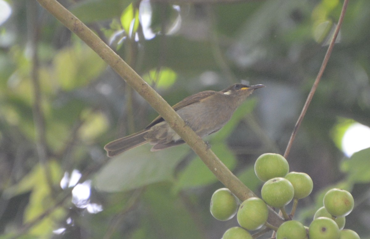 Scrub Honeyeater - ML77871431