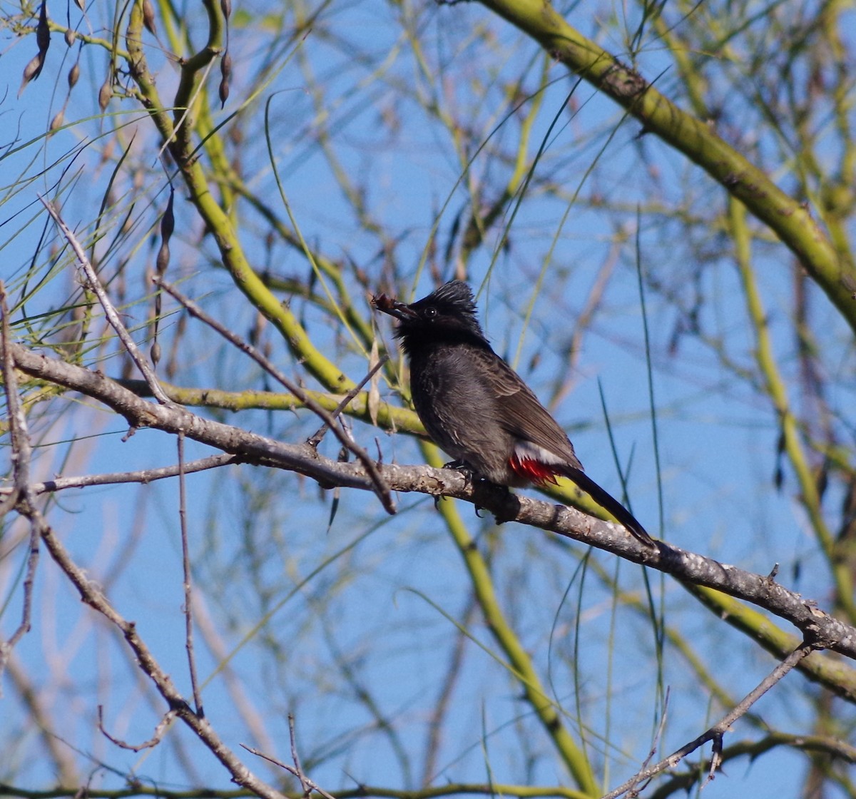 Bulbul à ventre rouge - ML77871791