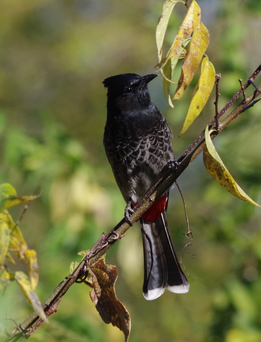 Bulbul à ventre rouge - ML77871801